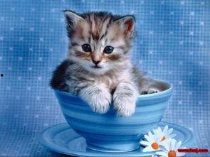 小猫可以吃梨瓜,梨瓜的诱惑