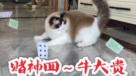猫咪公主吃瓜,猫咪公主的瓜田奇遇记