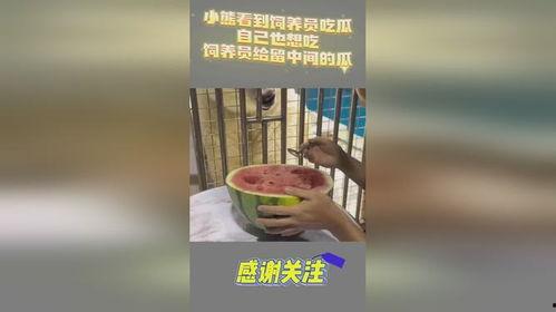 关于小熊的吃瓜文案,一场味蕾与自然的邂逅