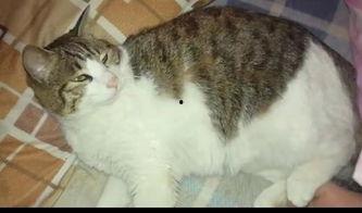 搞笑吃瓜群众猫,搞笑猫猫的欢乐日常