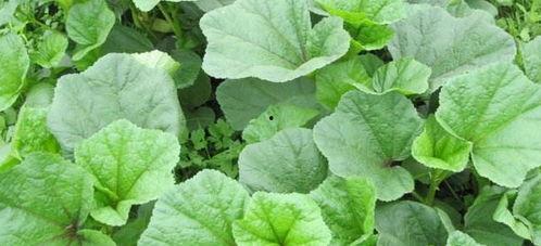 瓜婆娘吃野菜,探寻乡村美食的绿色秘籍