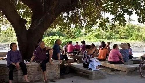 大树下乘凉吃瓜,共享清凉时光