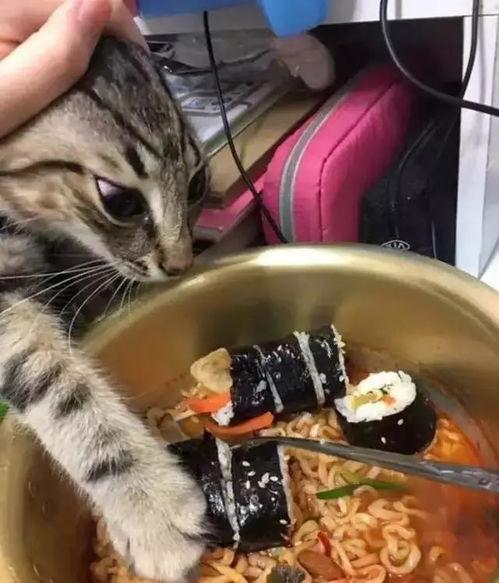 给猫吃小瓜,小瓜的诱惑之旅