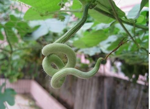 蛇瓜可以吃,蛇瓜的营养与食用之道