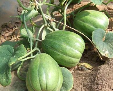 这个瓜吃的,网络热词背后的文化内涵与传播效应