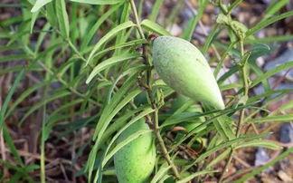 小瓢瓜怎样吃,探索美味新境界