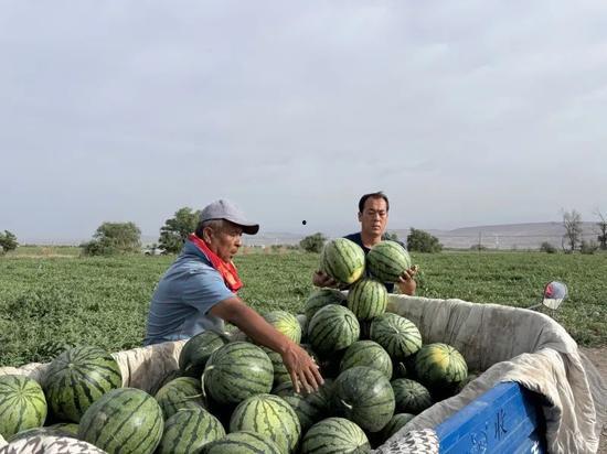 牲畜吃瓜,牲畜的美食盛宴