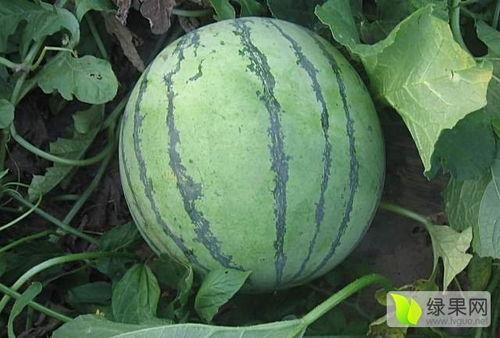 吃瓜成了瓜主短篇小说,从吃瓜群众到瓜主逆袭记