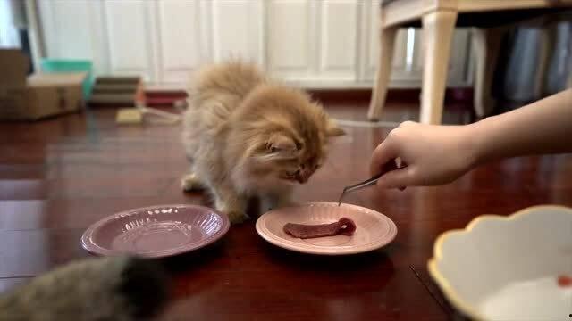 小瓜吃货2,美食探险之旅，味蕾的狂欢盛宴