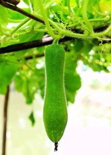 神奇吃瓜,揭秘瓜界奇闻异事